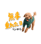 トイプーbyゆう子（個別スタンプ：8）
