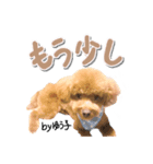 トイプーbyゆう子（個別スタンプ：12）
