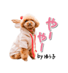 トイプーbyゆう子（個別スタンプ：13）