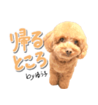 トイプーbyゆう子（個別スタンプ：17）