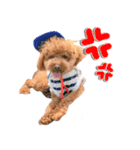 トイプーbyゆう子（個別スタンプ：19）