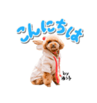 トイプーbyゆう子（個別スタンプ：21）