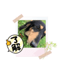 〜アリエルの日常〜（個別スタンプ：6）
