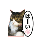 大好きな猫♡モモ（個別スタンプ：6）