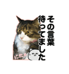 大好きな猫♡モモ（個別スタンプ：8）