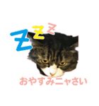 大好きな猫♡モモ（個別スタンプ：20）