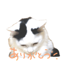 猫達のごあいさつ(プライベート用)（個別スタンプ：1）