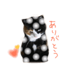 猫達のごあいさつ(プライベート用)（個別スタンプ：2）