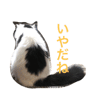 猫達のごあいさつ(プライベート用)（個別スタンプ：3）