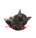 猫達のごあいさつ(プライベート用)（個別スタンプ：4）