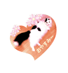 猫達のごあいさつ(プライベート用)（個別スタンプ：6）