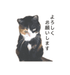 猫達のごあいさつ(プライベート用)（個別スタンプ：7）
