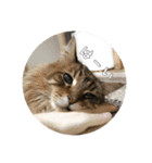 猫達のごあいさつ(プライベート用)（個別スタンプ：8）