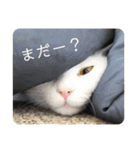 猫達のごあいさつ(プライベート用)（個別スタンプ：9）