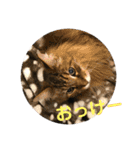 猫達のごあいさつ(プライベート用)（個別スタンプ：10）