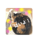 猫達のごあいさつ(プライベート用)（個別スタンプ：11）