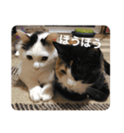 猫達のごあいさつ(プライベート用)（個別スタンプ：12）
