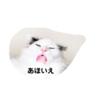 猫達のごあいさつ(プライベート用)（個別スタンプ：13）