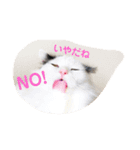 猫達のごあいさつ(プライベート用)（個別スタンプ：14）
