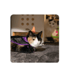 猫達のごあいさつ(プライベート用)（個別スタンプ：16）