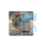 こんにちは☀️ハムちゃん（個別スタンプ：8）