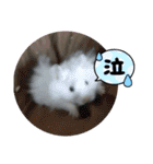 こんにちは☀️ハムちゃん（個別スタンプ：16）