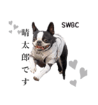 SWBC（個別スタンプ：2）