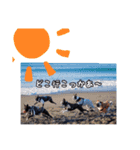 SWBC（個別スタンプ：13）