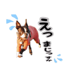 SWBC（個別スタンプ：16）