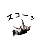 SWBC（個別スタンプ：19）
