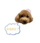 cocoa1004-2（個別スタンプ：8）