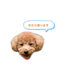 cocoa1004-2（個別スタンプ：14）