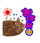 やさかさんちのはるちゃん（個別スタンプ：1）