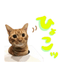 やさかさんちのはるちゃん（個別スタンプ：6）