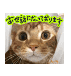 やさかさんちのはるちゃん（個別スタンプ：8）