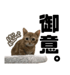 やさかさんちのはるちゃん（個別スタンプ：11）