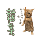 やさかさんちのはるちゃん（個別スタンプ：17）