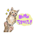 やさかさんちのはるちゃん（個別スタンプ：22）