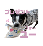 いろんなトトちゃん（個別スタンプ：1）