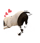 いろんなトトちゃん（個別スタンプ：4）