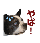 いろんなトトちゃん（個別スタンプ：6）
