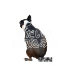いろんなトトちゃん（個別スタンプ：10）