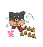 ロングコートチワワのれおくん（個別スタンプ：36）