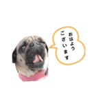 パグのめいちゃん丁寧なことば（個別スタンプ：1）