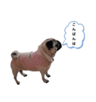 パグのめいちゃん丁寧なことば（個別スタンプ：3）