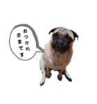 パグのめいちゃん丁寧なことば（個別スタンプ：4）