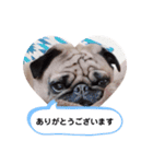 パグのめいちゃん丁寧なことば（個別スタンプ：5）