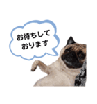 パグのめいちゃん丁寧なことば（個別スタンプ：8）