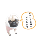 パグのめいちゃん丁寧なことば（個別スタンプ：10）