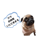 パグのめいちゃん丁寧なことば（個別スタンプ：11）